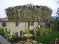 Palm Palapa